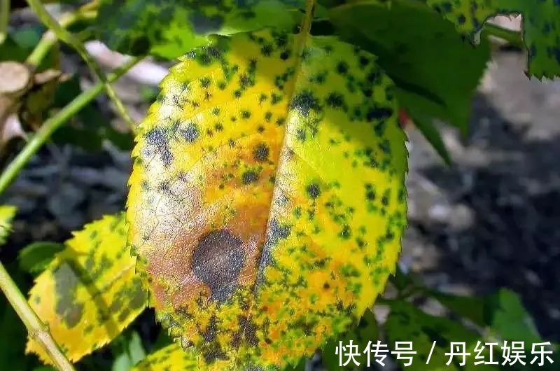 百菌清|入了月季花的坑，如果连这种病虫害无法清除，那月季也是白养了