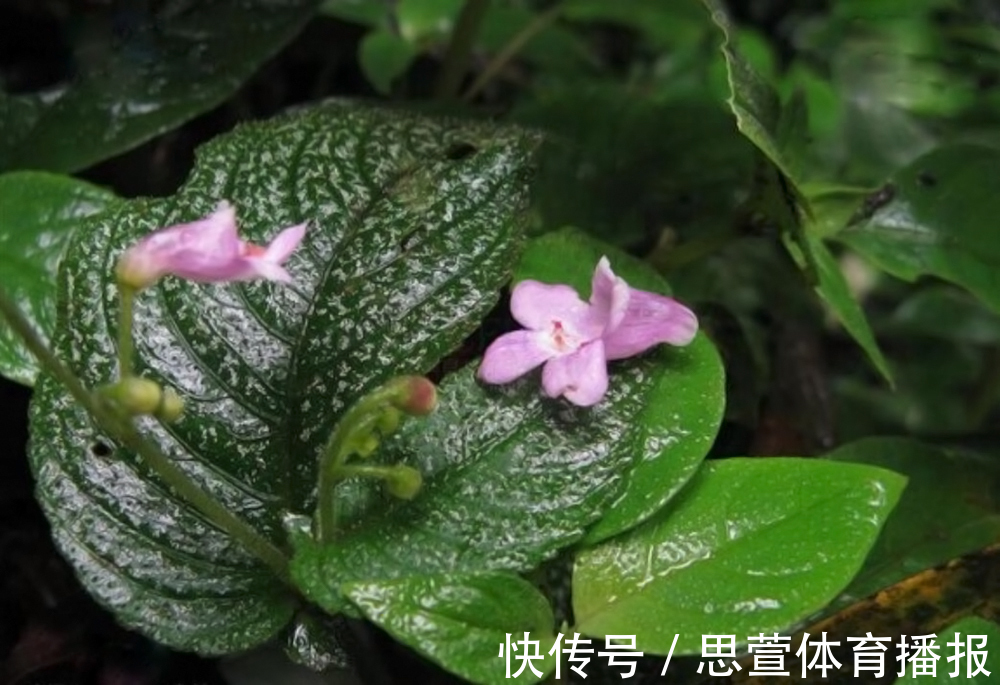 云南百米天坑下,发现消失了百年的生物,上次见它还是在1893年