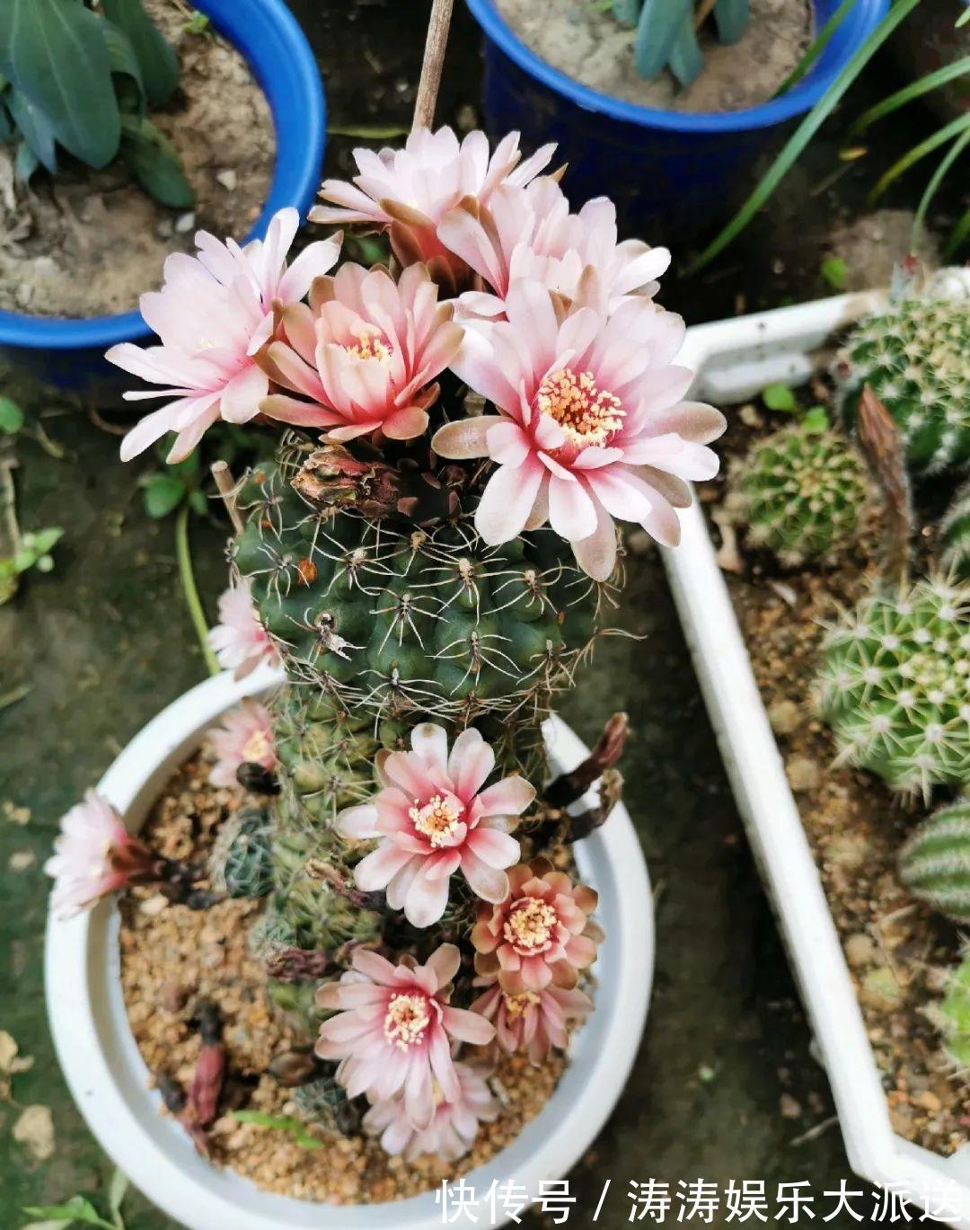 70岁老妈,一天也闲不住,院子里种满了花!