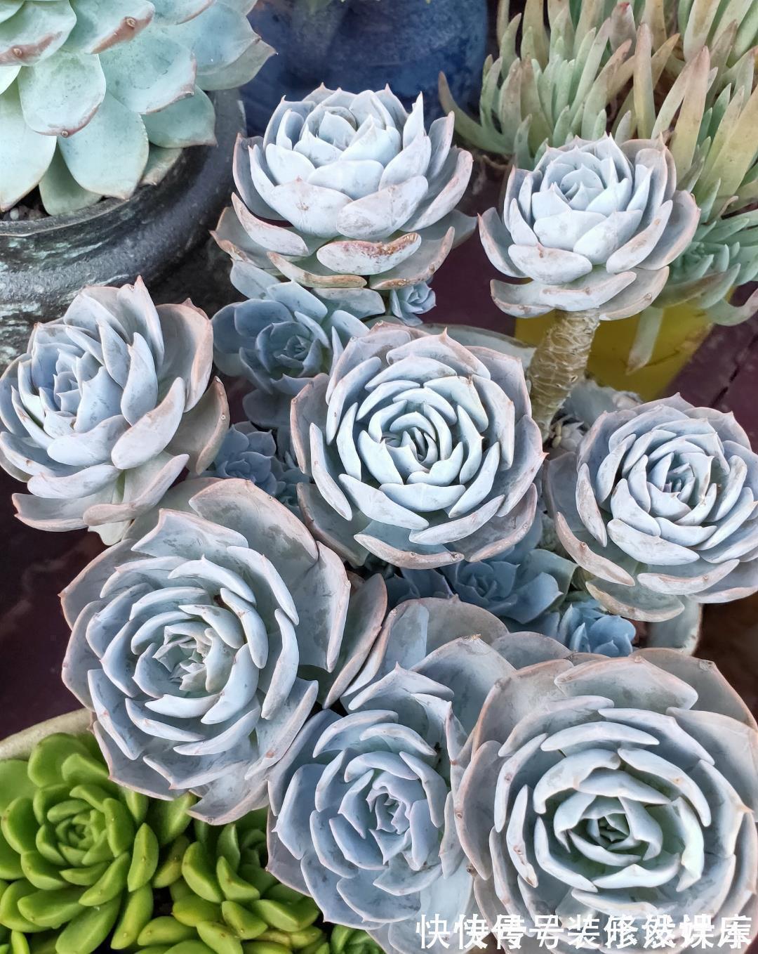 景天科|这“三多肉”不怕热,三伏天正常“补水施肥”,咕噜冒崽挤满盆