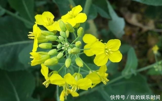 农村|在农村,很多人并不知道这些花是可以吃的,你吃过几种?