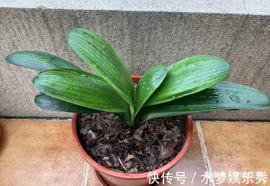 5种花夏天要休眠,养好精神补足体力,天凉开枝散叶,积极开花