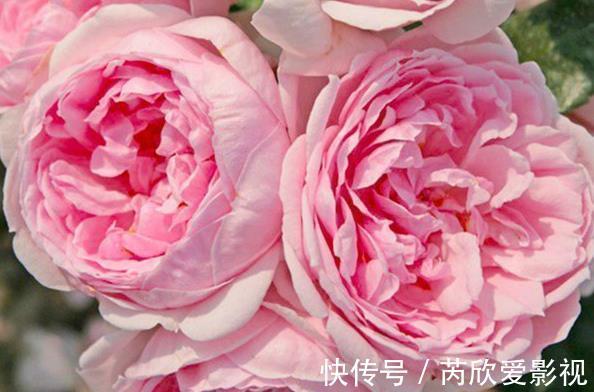 喜欢玫瑰，就养“高档玫瑰”探索者，花开层层浪漫，梦幻惹人爱