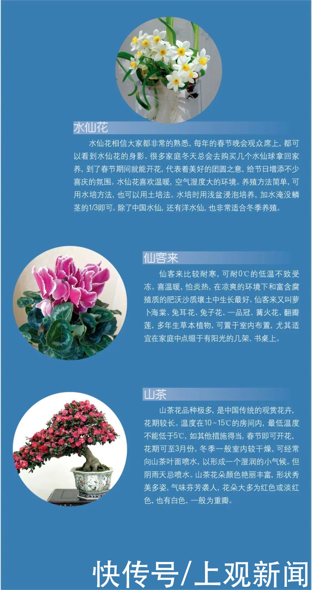  收下|冬天越来越近，家中花花草草怎么养护？请收下这份攻略