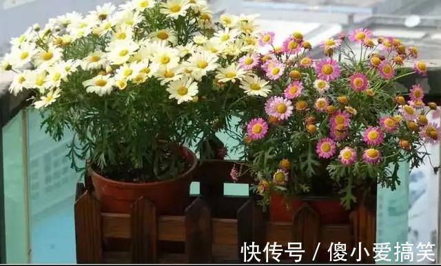 花园|3平米小阳台，也能变花园，有露台、阳台的千万别浪费！