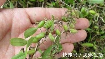 养阴润肺|立秋后，肺热咳嗽不止，常用此草煮水，养阴润肺，咳嗽不咳