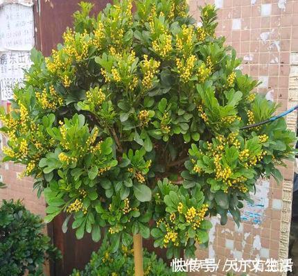 夏天|3种“漂亮花”,香气浓郁,大牌香水的“原料”,又香又美又值钱