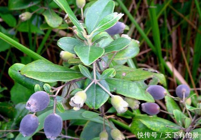 捻子|山中一种野果，人称“山捻子”，一点不起眼却价值高