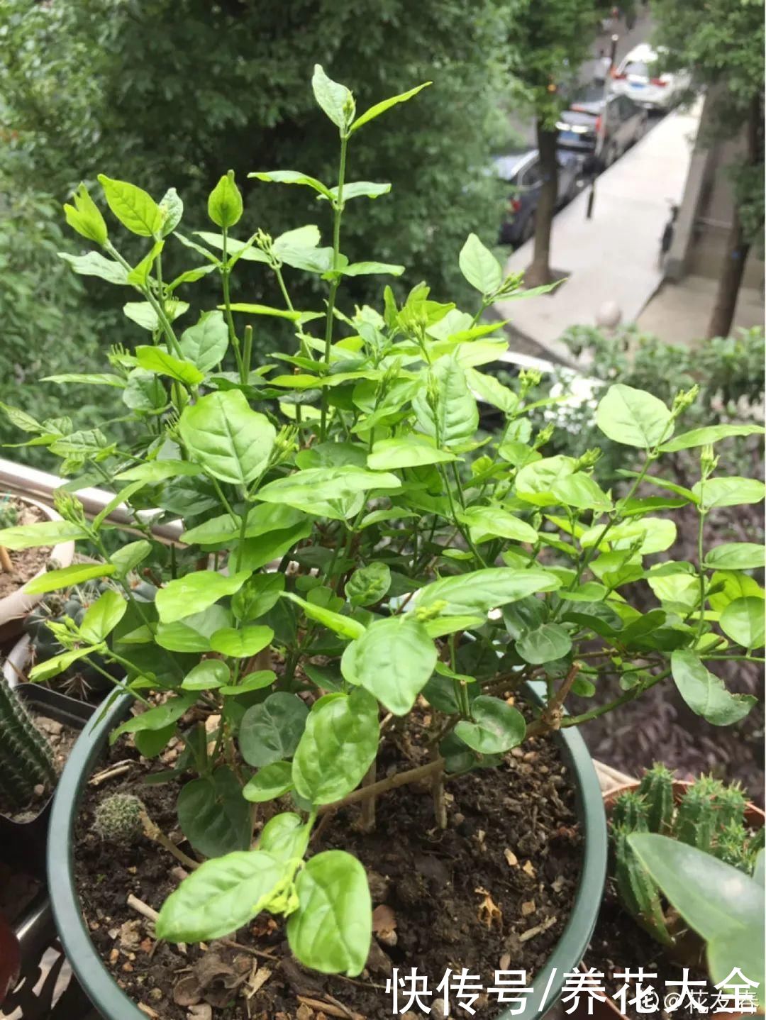 月季|8种花，现在快施肥，秋天开出满树花