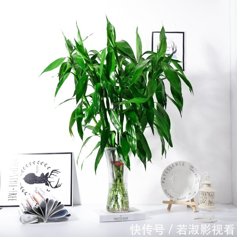和富贵竹一样好养的观音竹,更值得养,打理简单,寓意好