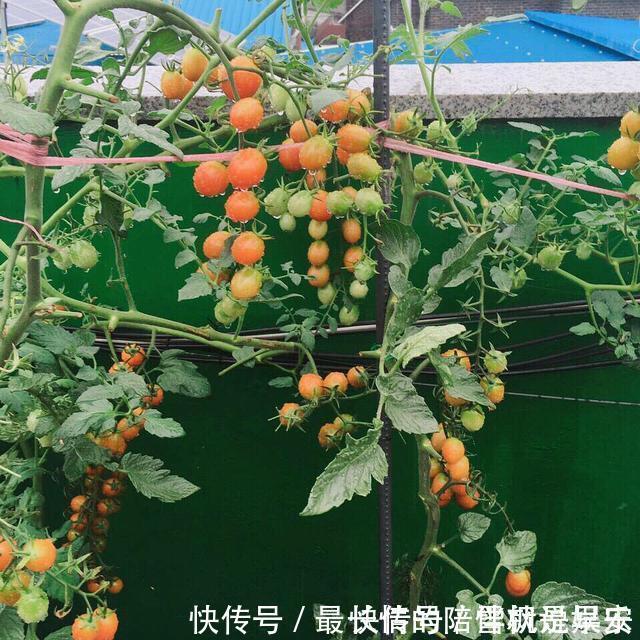 种菜|阳台上最好养的“3种菜”,种一次,吃不完,收获一盆又一盆