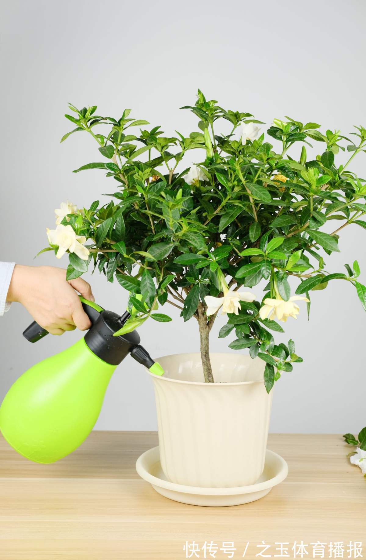 教你一些浇水的方法,从此浇花不再盲目,花长得又快又旺!