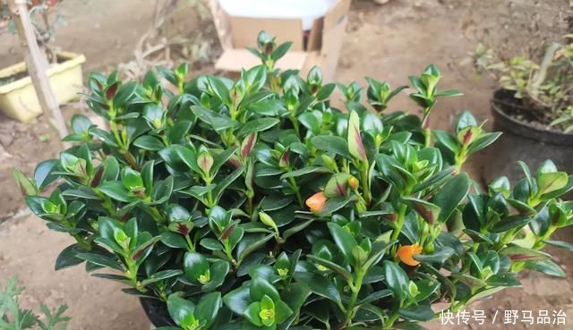 养花不会浇水,教你3个判断方法,养啥花都适用,再也不怕浇错水