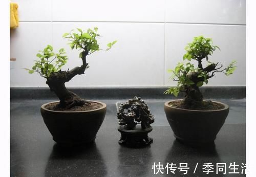 雀梅盆景的一些养护技巧，简单易懂，不知道这些养护技巧，会吃亏