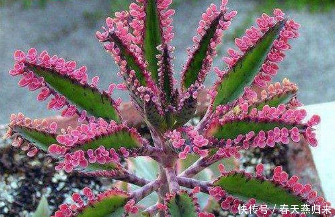 漂亮花|“4种花”只要给水就疯长,一天一个样,长太快,还能开出漂亮花