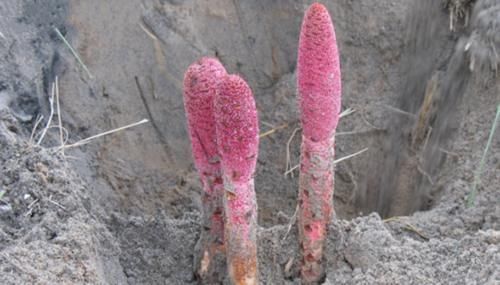 这东西,野生可遇不可求,极为珍贵,见到别起私心