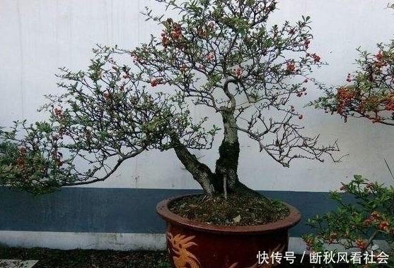 这几种水果吃完先别扔!放盆里泡7天就发芽,一个月左右美不胜收