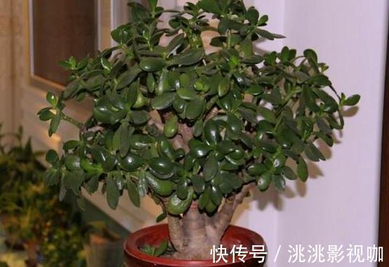 观赏价值|2种“镇宅树”,猪年养一盆,财运旺旺旺,观赏价值高!