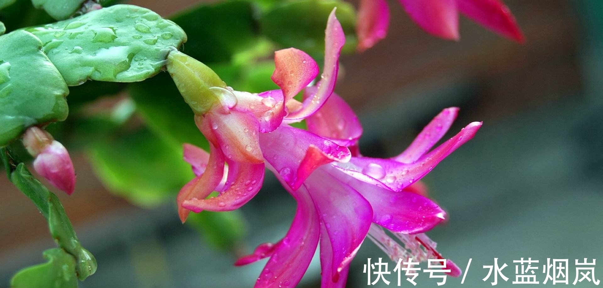 磷酸二氢钾|张大妈入秋养蟹爪兰,用“这招”,不但长得快,而且开花多