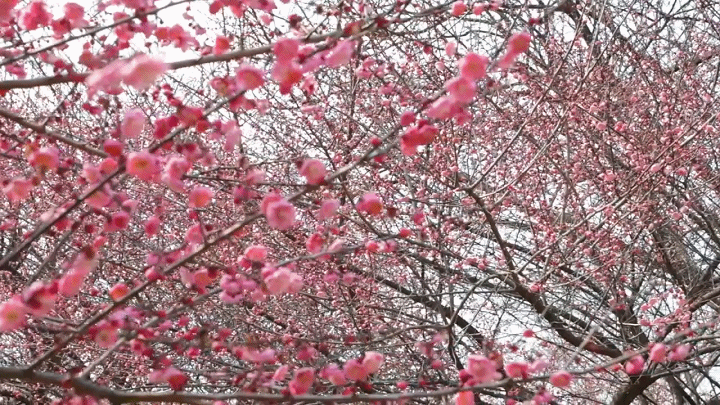 春暖花开，龙游“梅”景正好！