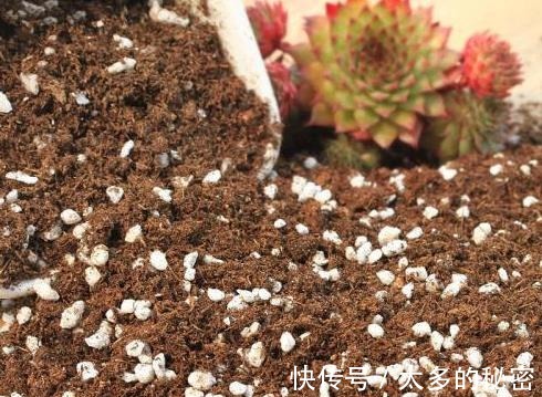 如何养好“多肉”免费教你一招“多肉”养殖技术！