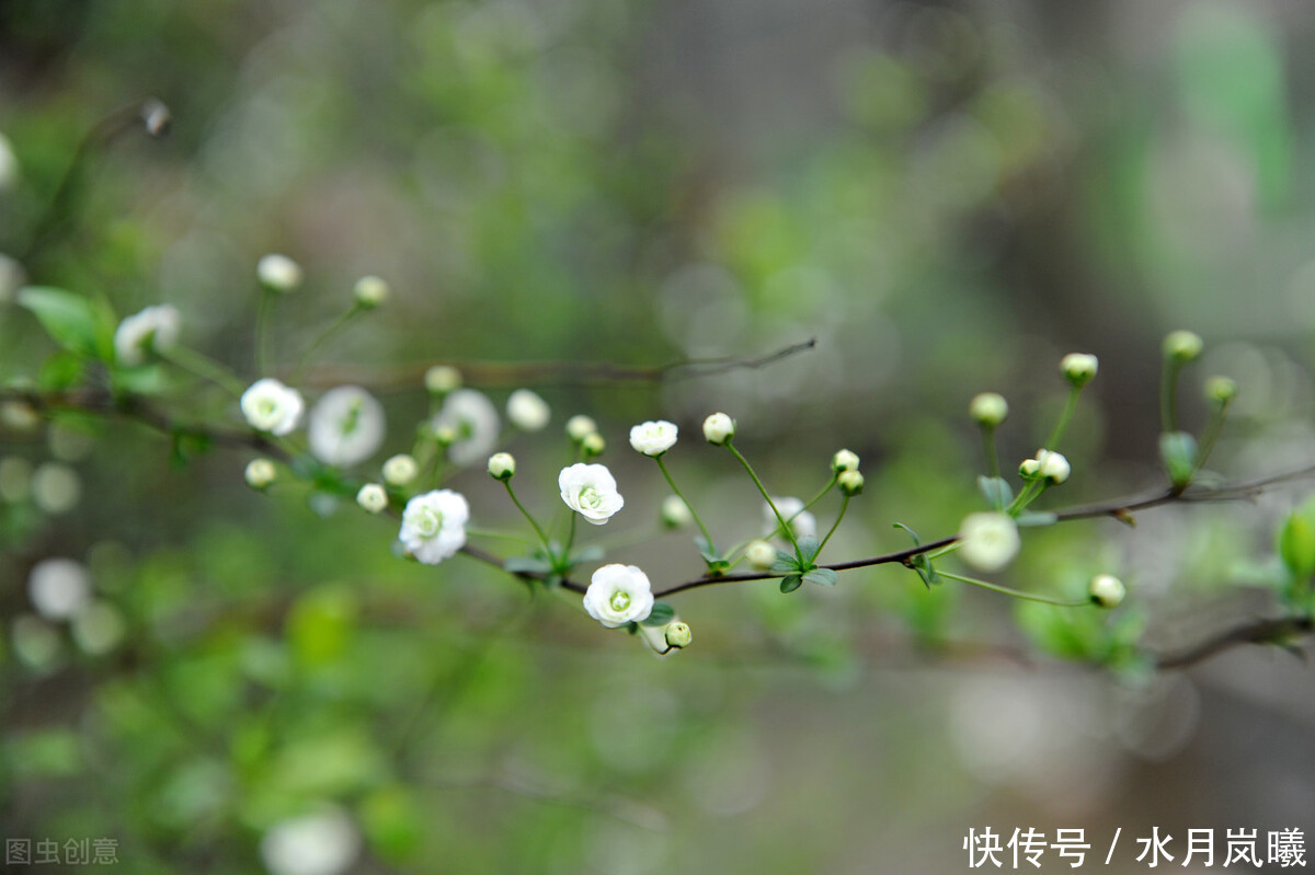 时光|一盏闲茶看落花,半帘月色酬知己
