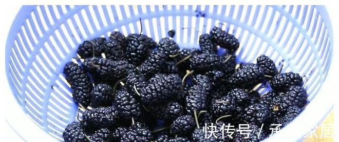 桑树|桑葚熟了，教你做好吃的桑葚酱，放1年不变质，学会做给家人吃