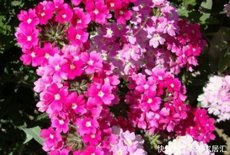 新手养护花卉,就养沾土既活,见光就“旺”的花卉,花开爆盆!