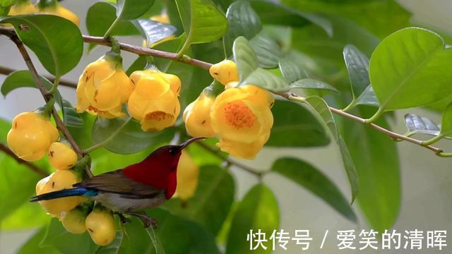 花卉|此花诞生于“恐龙”时期,通体金黄,芳香四溢,有钱都买不到