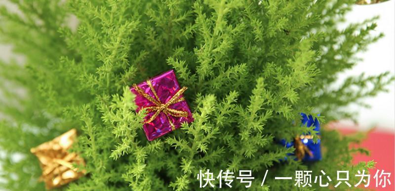 圣诞将至,阳台挑个盆栽,摇身一变圣诞树