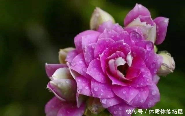 冬天花草别乱买，投资这几种，花期长，还很好养！