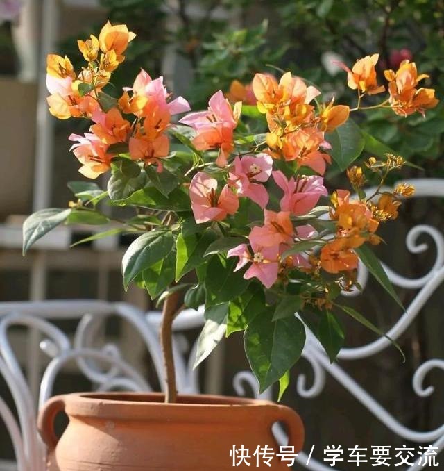 三角梅不耐寒，提前做好“三动作”，室外冻一冻，开出层叠群花！