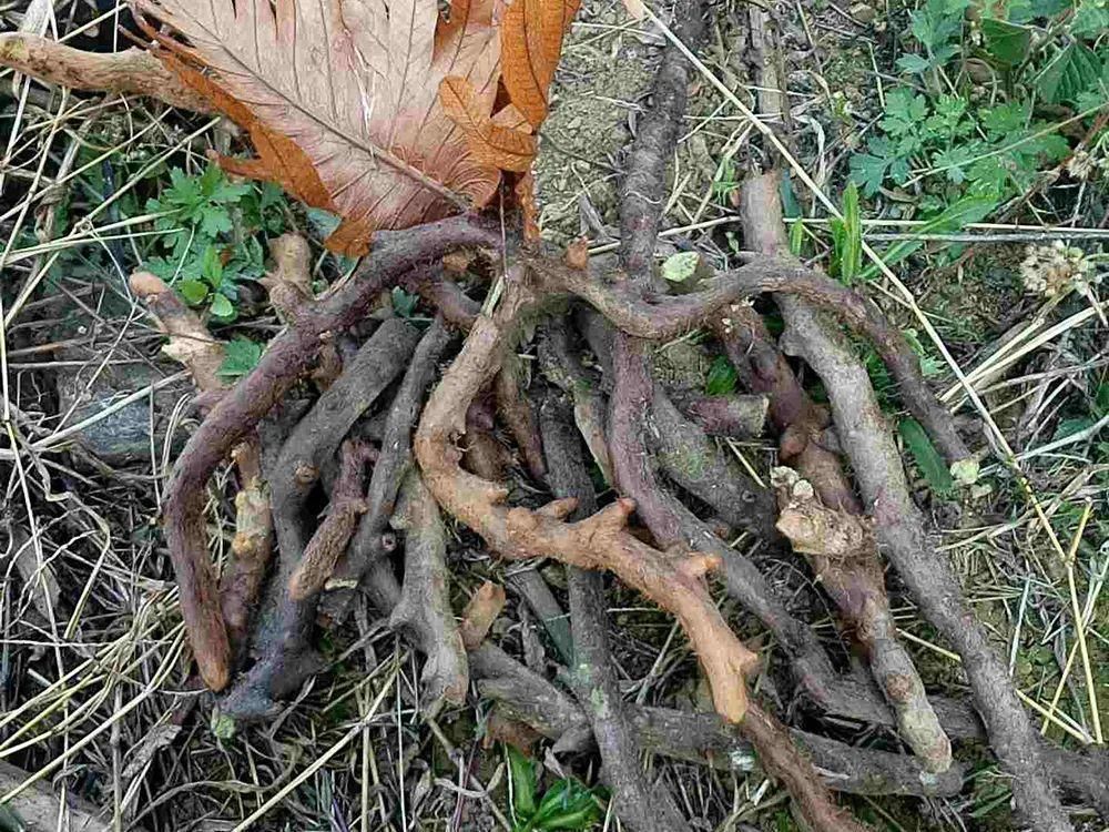 本草纲目拾遗|一种生姜,石头缝里才有,看到别随意挖,它是珍贵的“骨碎补”