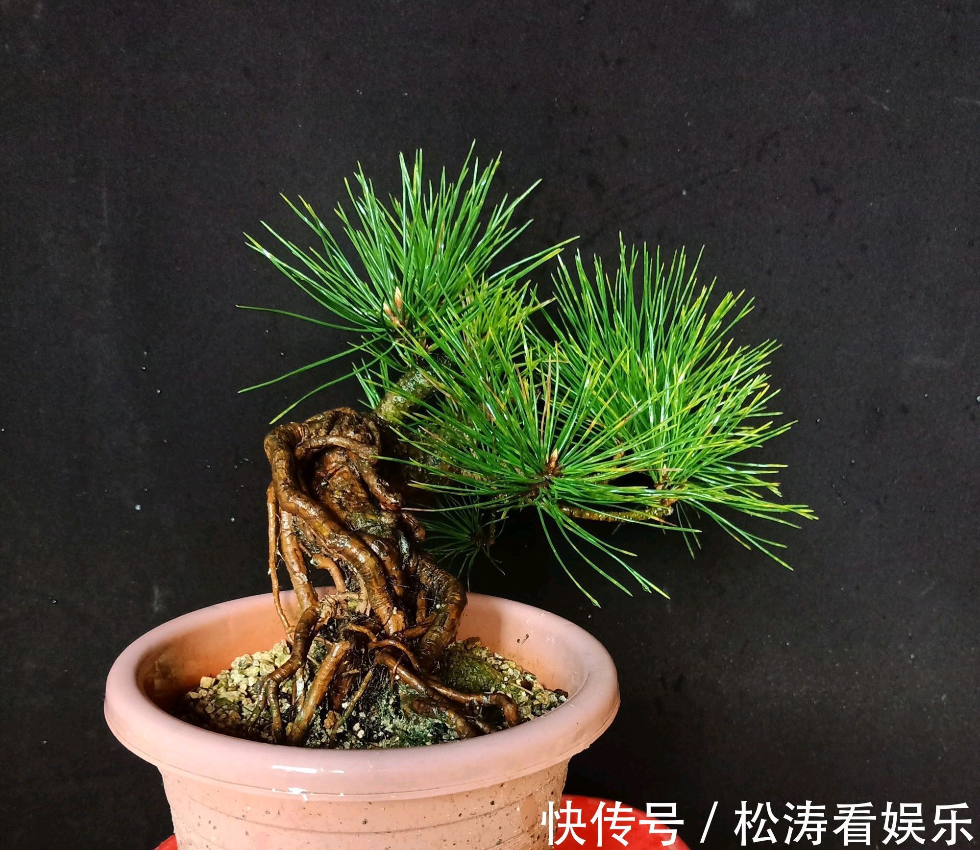 假植|黑松盆景蓄枝让枝条快速增粗的方法摇动枝条增粗法,想多粗都行