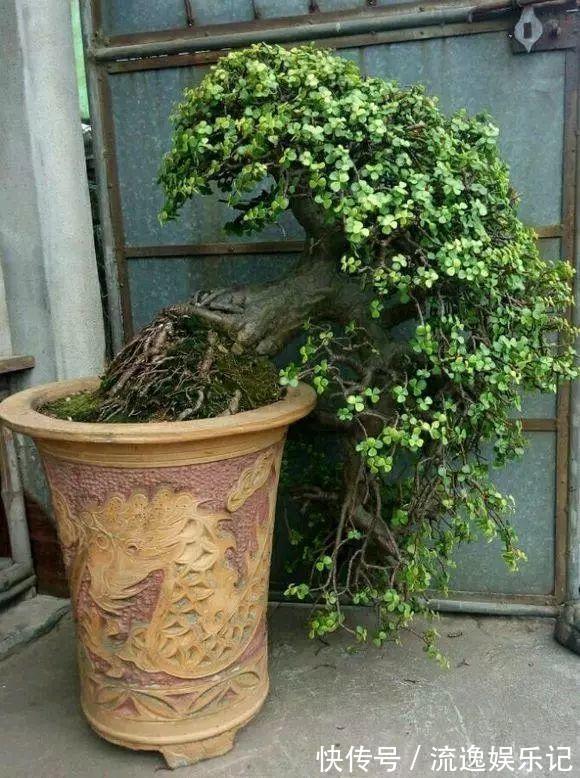 金枝玉叶|7种“富贵花”能活一百年,越养越值钱,家里的“摇钱树”