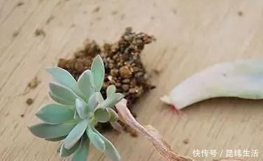 养花|养花爱好者看过来这15种花现在“扦插”,生根快,一个周就长芽