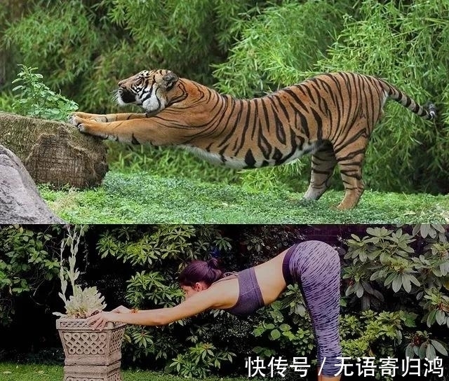 瑜伽|如果动物也“瑜伽”是什么样子?这只熊猫也太萌了