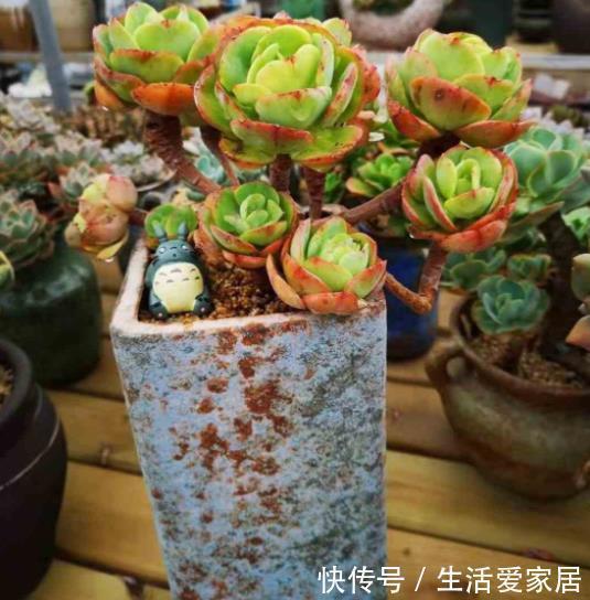 技巧|想要多肉快速长成老桩,教你一个小技巧,茎秆粗壮,新手也会养