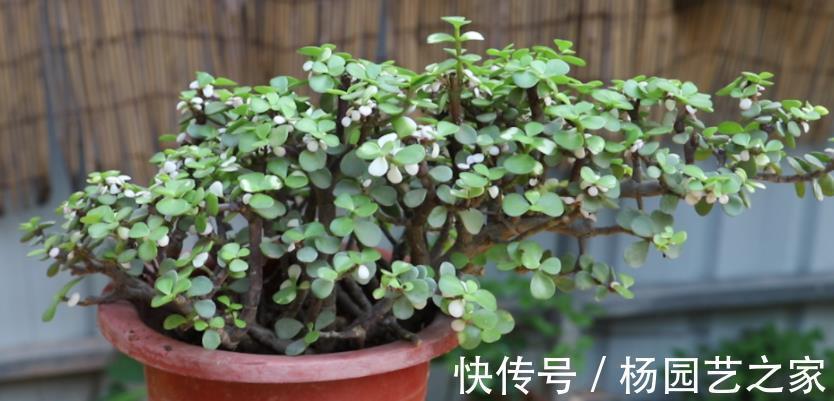 多肉|金枝玉叶长得不漂亮？做好这3点，轻松整容成靓盆景