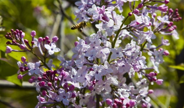 喜欢养花,不如养盆丁香,花色清新又美丽,花开烂漫惹人爱