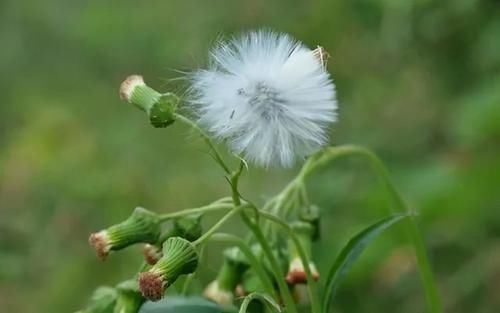 春天随处可见的5种野菜，每种都是黄金补药