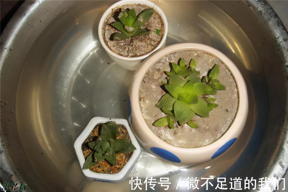 冬天养花,这7种水坚决不能浇,浇了烂根、黄叶,还不长个