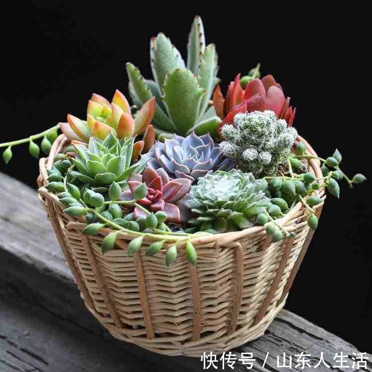 多肉|多肉植物生长缓慢,如何让多肉植物长的更快