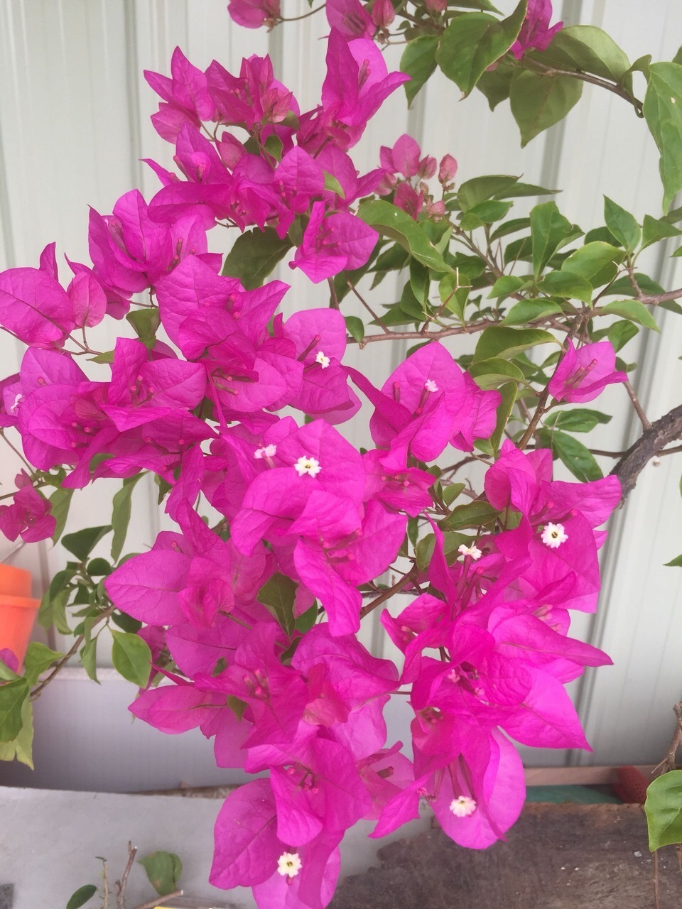 三角梅养殖的好,不黄叶,花朵鲜艳,赶紧养一棵在家中