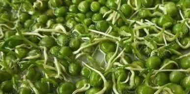 黄豆|4种蔬菜发芽后,不仅没毒,营养还翻倍,可以放心吃