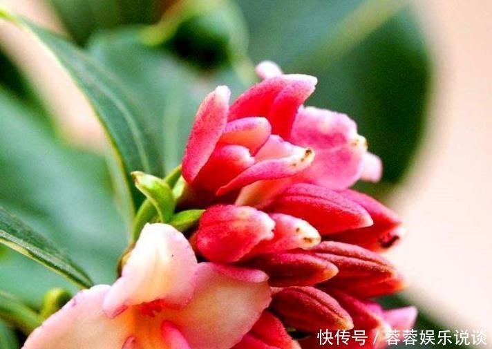 旺运花|夏天就养此款植物，丢到阳台，四季有花开，花香四溢飘满屋，美