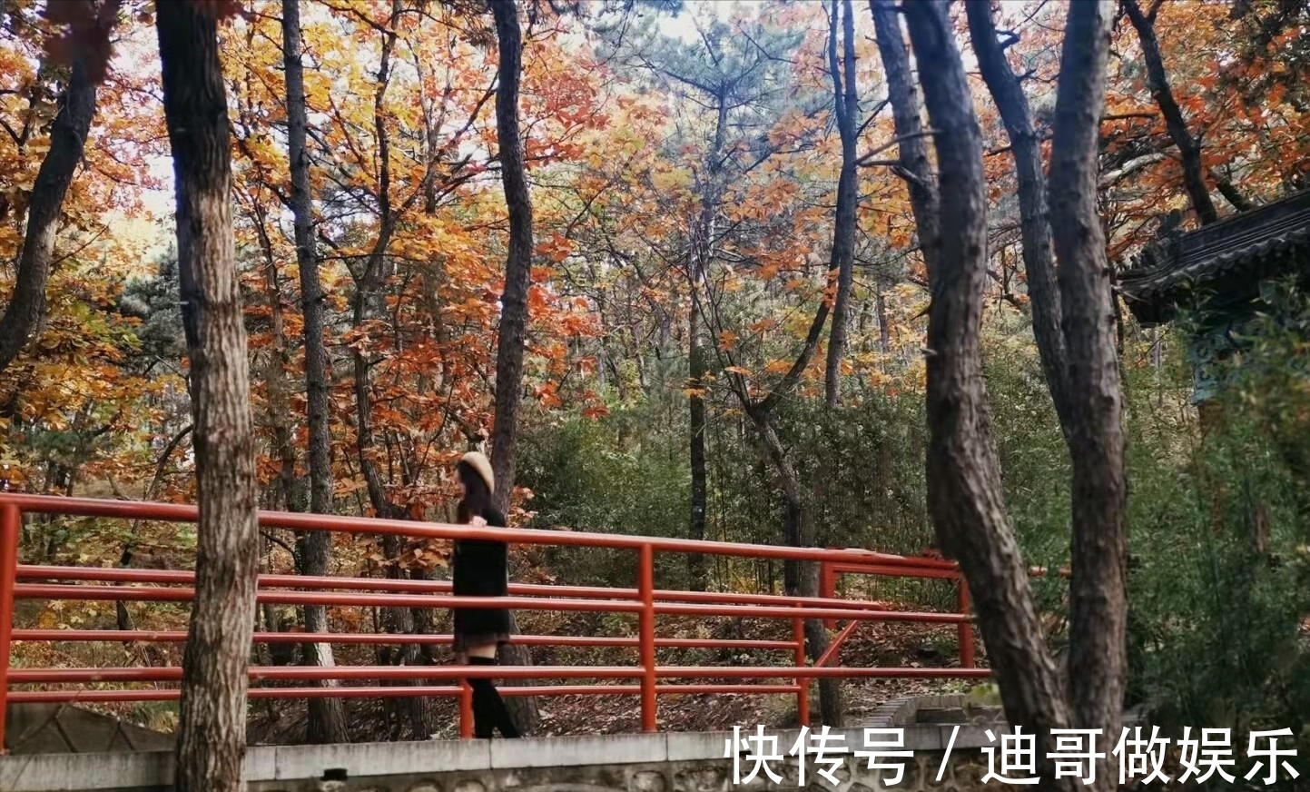 红螺寺|北京银杏美学巅峰：红螺寺千年雌雄银杏树！赏秋与祈福两不误！