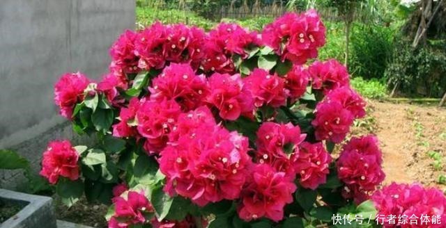 北方室内养三角梅不开花怎么办用上1勺子它,花叶轻松爆满盆!