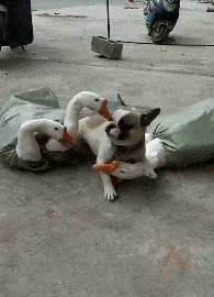 |搞笑GIF:放开我,我是一只从良狗啊