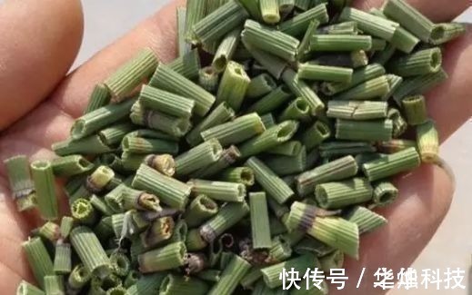 农村|农村里不起眼的野菜,一斤买到50元,对人体有很大的功效!